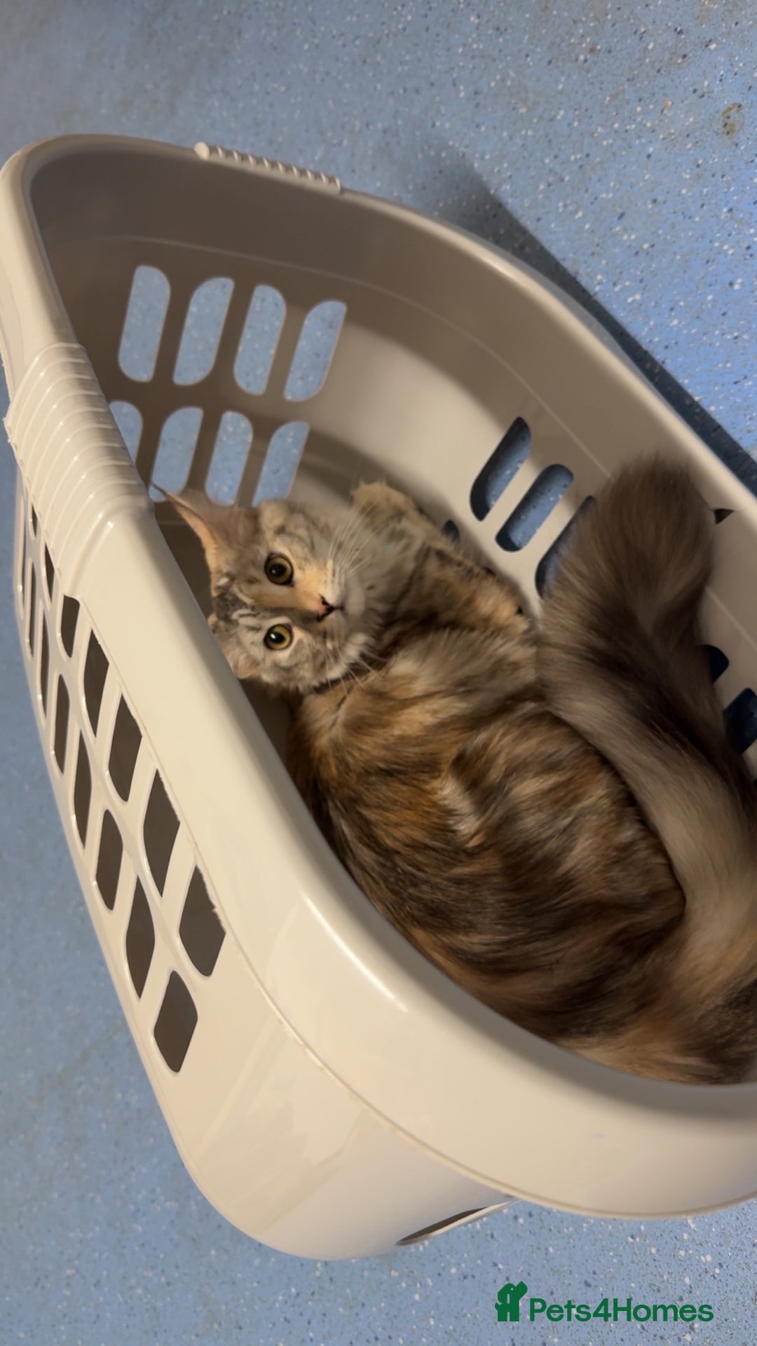 Maine Coon cats for sale: 10 month old female Mainecoon  - Image 1