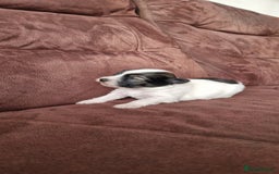 Mixed Breed dogs for sale: Bichon havanez  - Advert 3