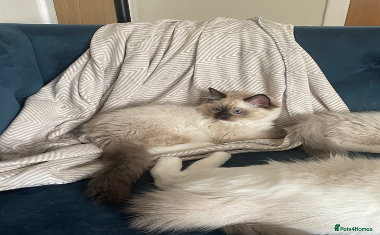 Ragdoll cats - Advert 7