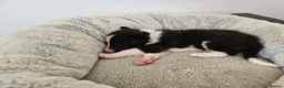 Border Collie dogs for sale: Border Collie Puppies - Advert 8