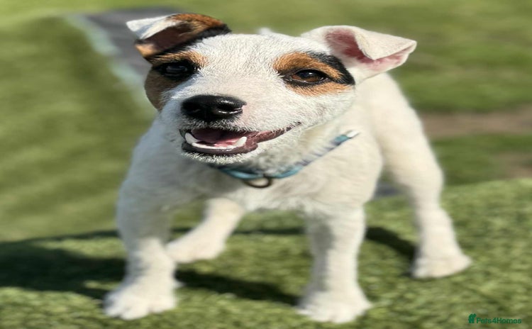 Parson Russell dogs - Advert 1