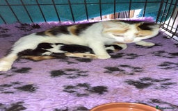 Mixed Breed cats for sale:  Adorable Black and White kittens  - Image 3
