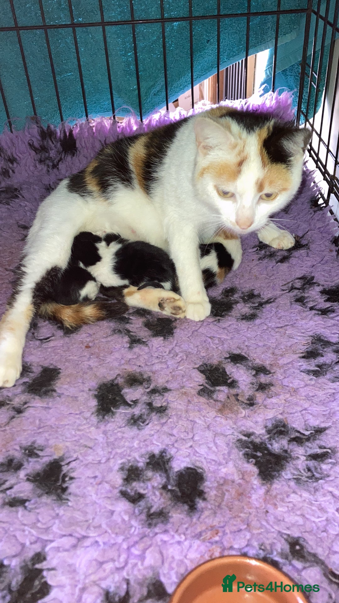 Mixed Breed cats for sale:  Adorable Black and White kittens  - Image 3