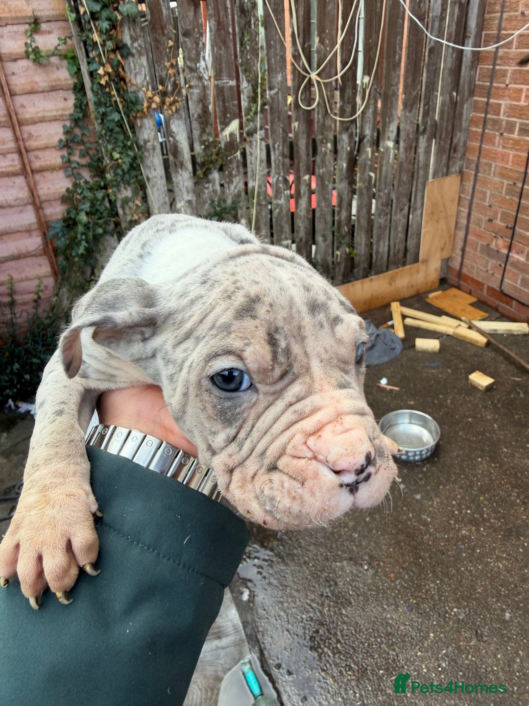 Mixed Breed dogs for sale: Old English cross, cane corsa  - Image 22