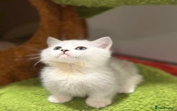 Munchkin cats for sale: Super stunning & rare Minuet - Image 14