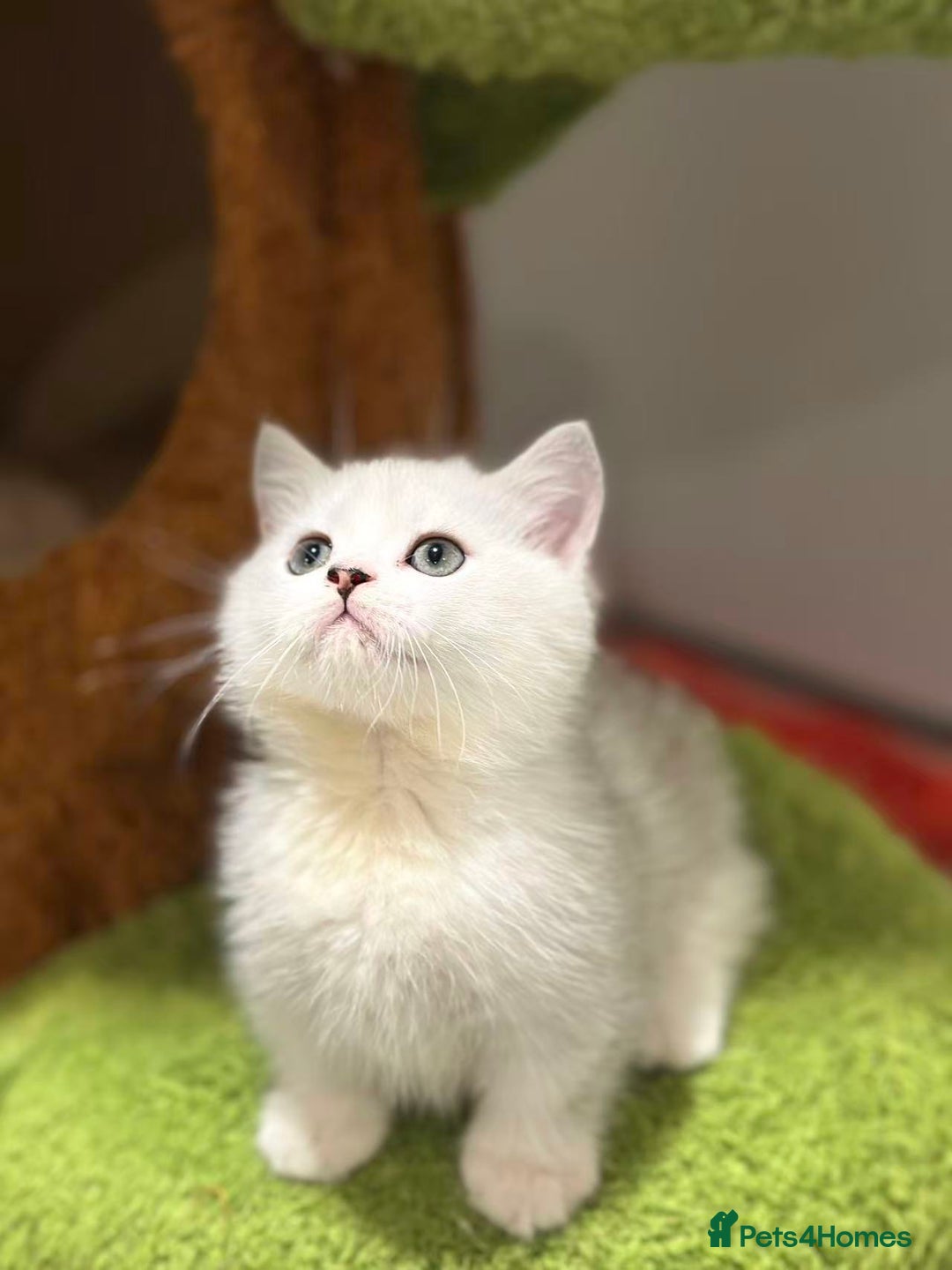Munchkin cats for sale: Super stunning & rare Minuet - Image 14