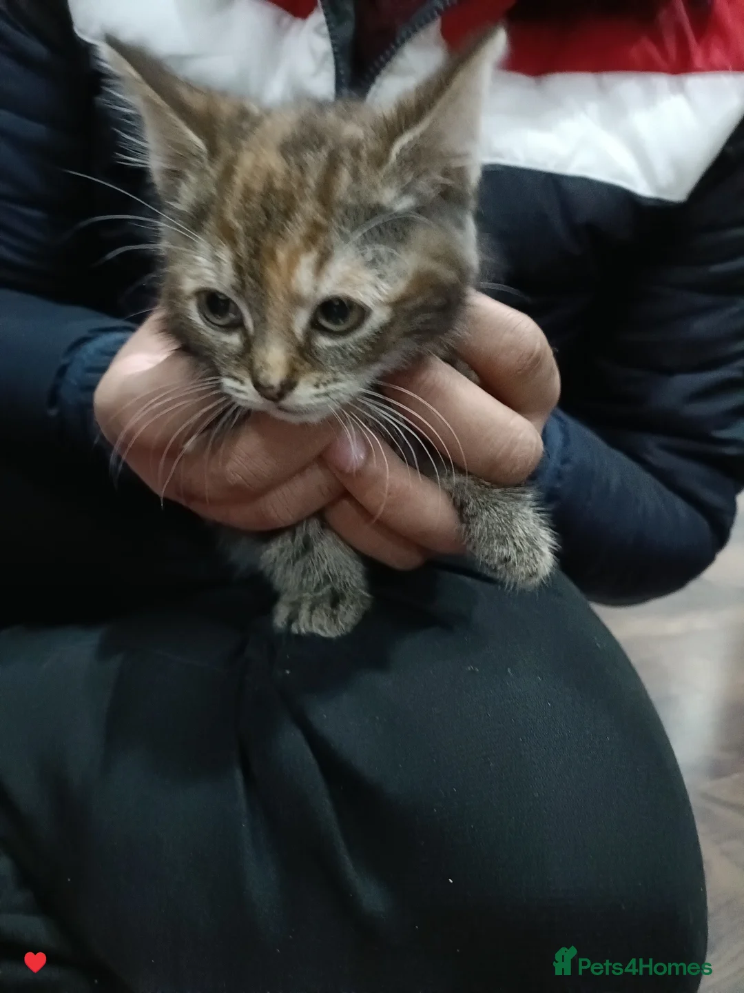 American Shorthair cats for sale: Female shorthair 3 months old - Advert 3