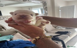 French Bulldog dogs for sale: Visual fluffy French bulldogs  - Image 2