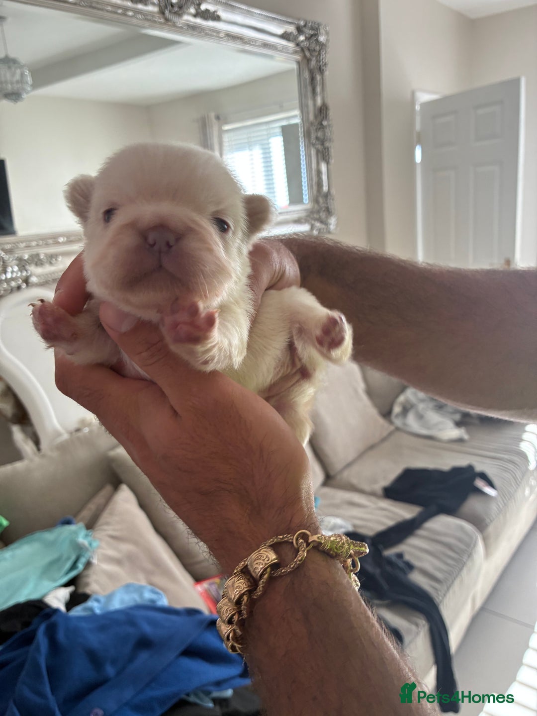 French Bulldog dogs for sale: Visual fluffy French bulldogs  - Image 2