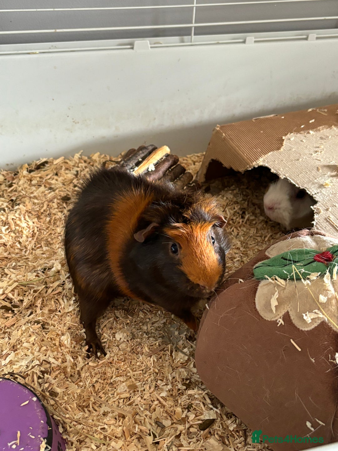 Guinea Pig rodents for sale: Pair of brothers  - Image 3