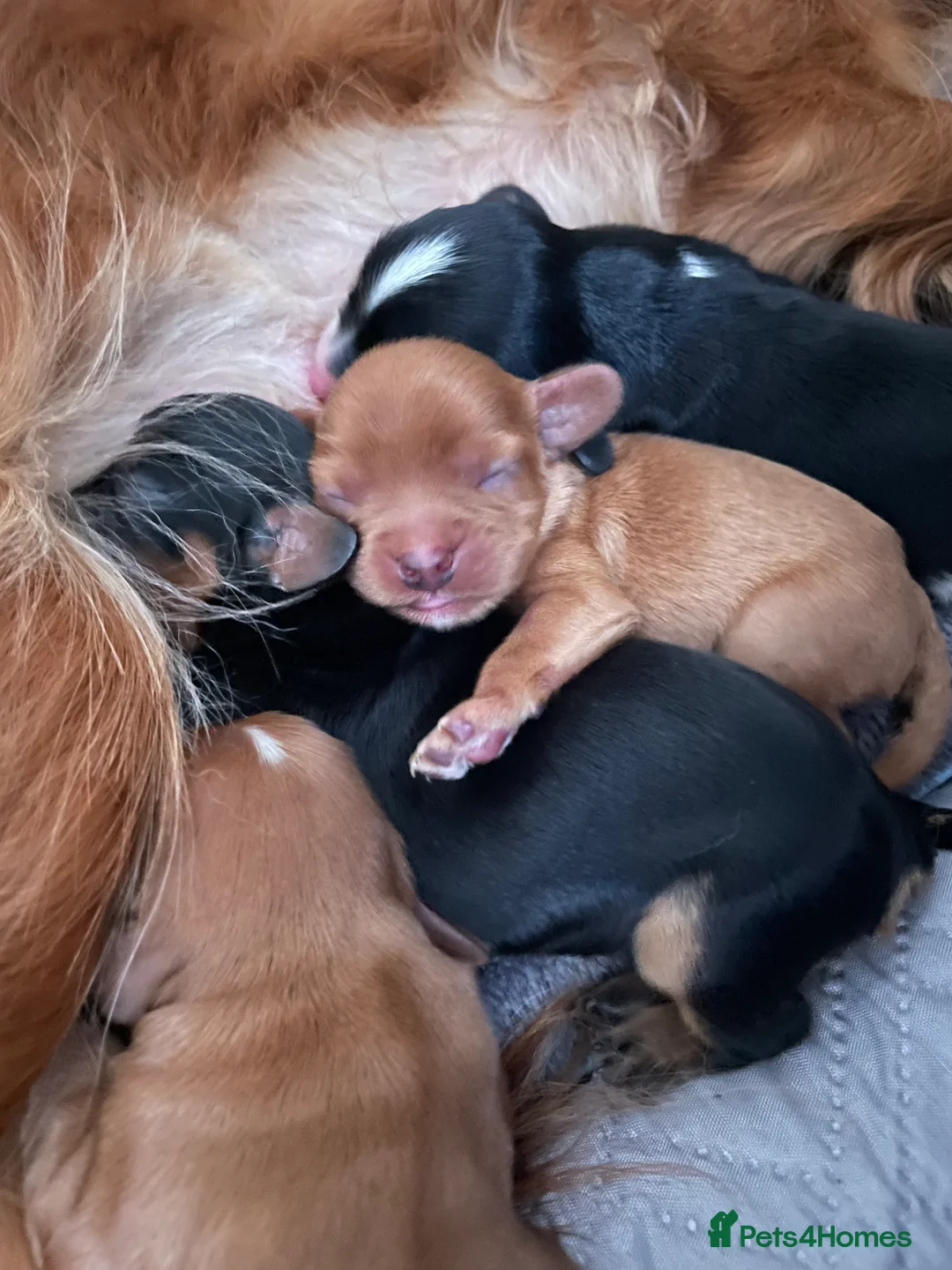 Cavalier King Charles Spaniel dogs for sale: Beautiful Cavalier Litter - Advert 3