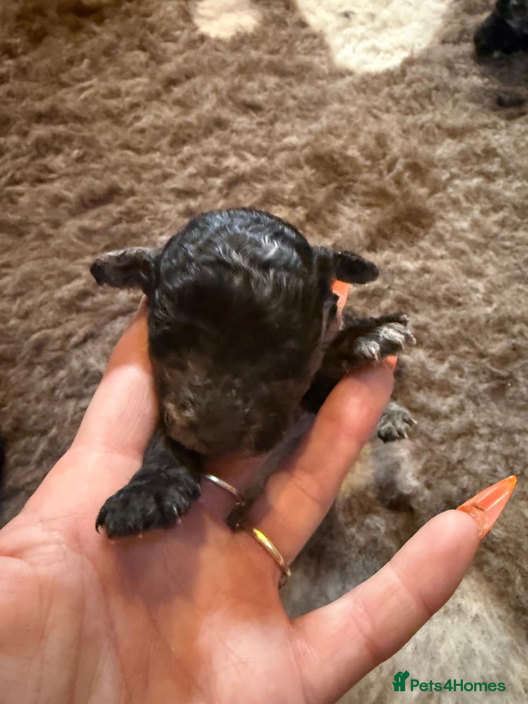 Toy Poodle dogs for sale: Pedigree Toy Poodle puppies, DNA tested parents - Image 27