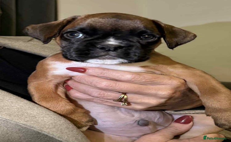 Boxer dogs - Advert 2