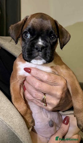 Boxer dogs - Advert 1