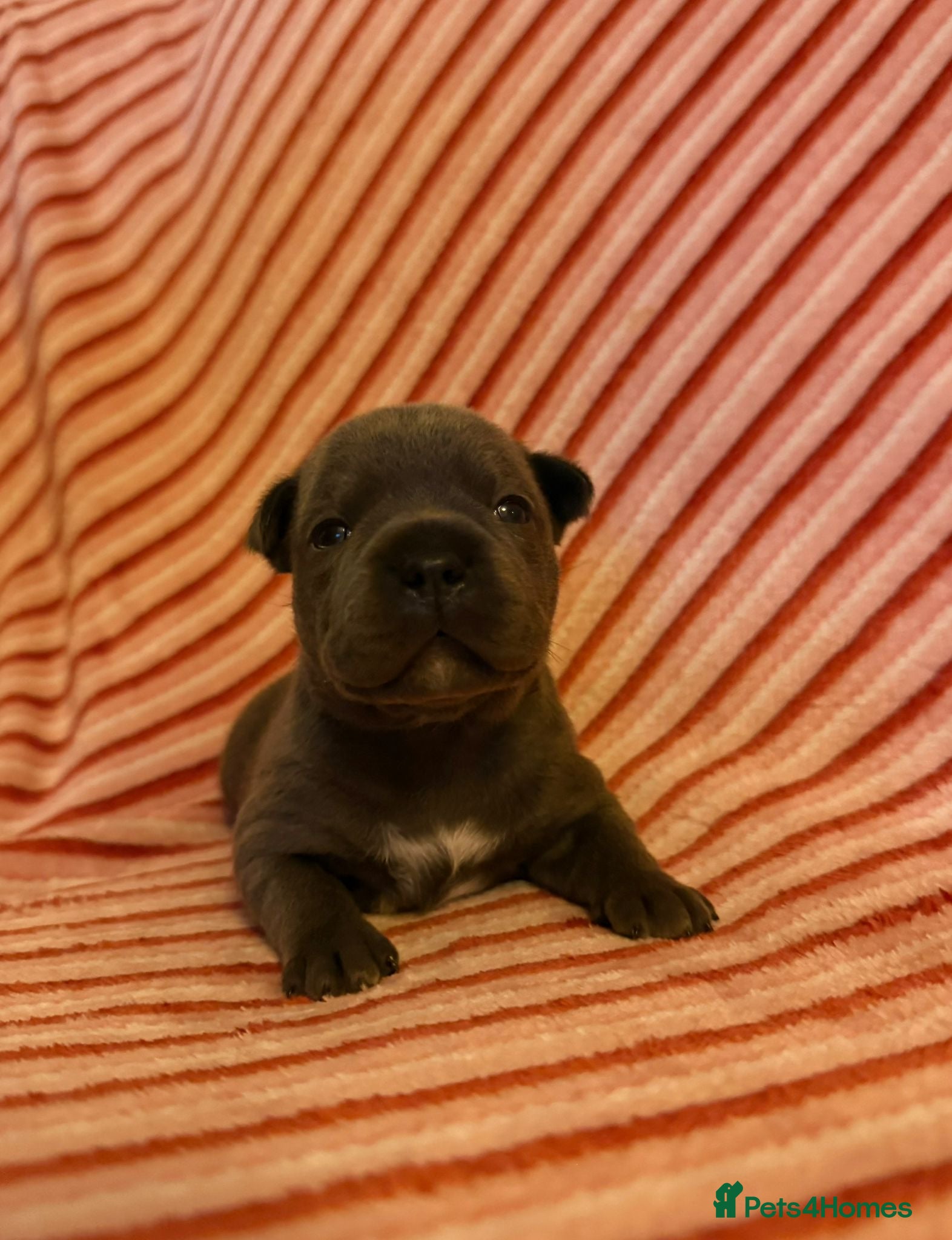 Staffordshire Bull Terrier dogs SUPERIOR BLUE STAFFORDSHIRE BULL TERRIER PUPS  - Advert 3