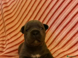 Staffordshire Bull Terrier dogs SUPERIOR BLUE STAFFORDSHIRE BULL TERRIER PUPS - Advert 3