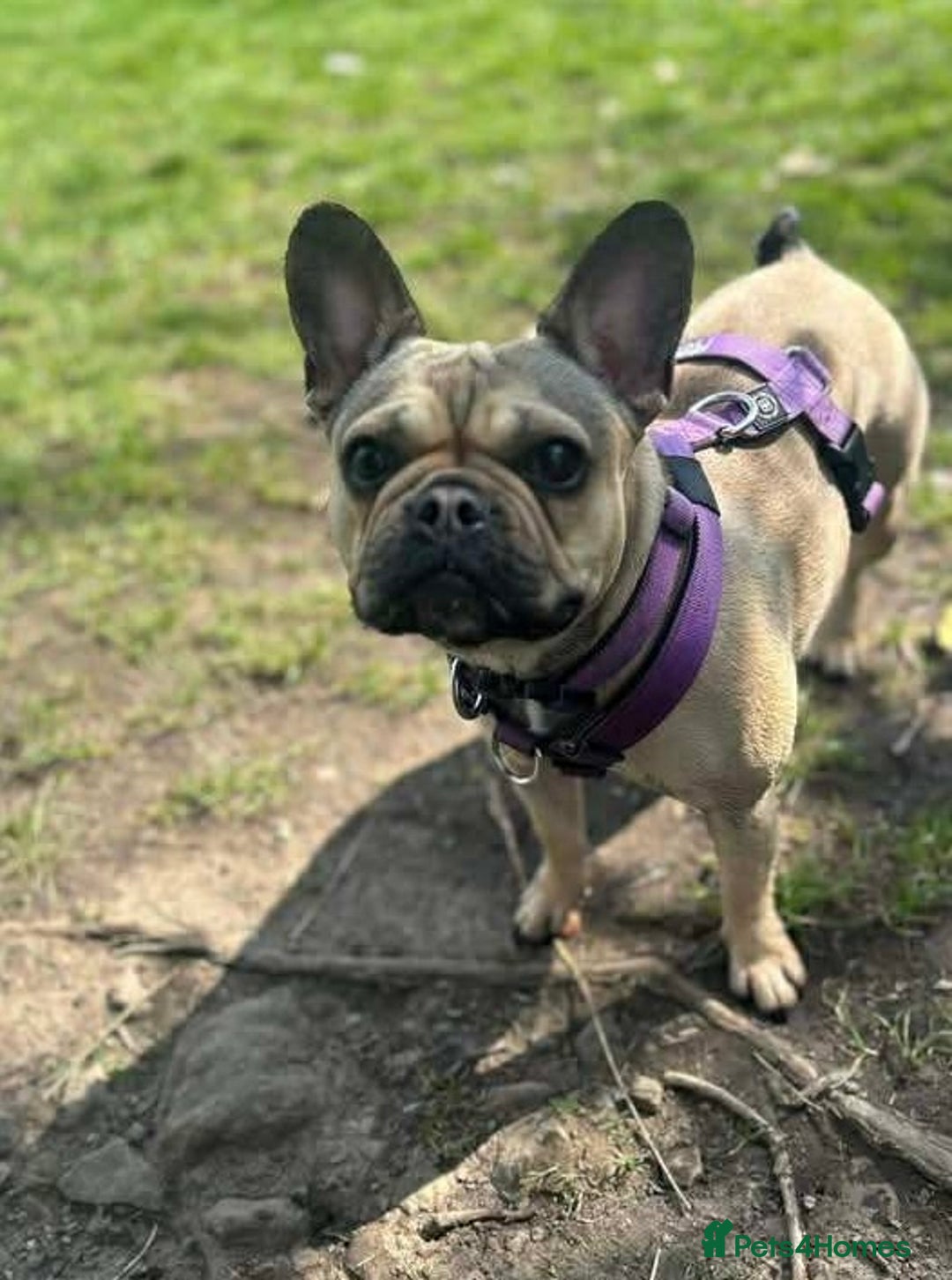 French Bulldog dogs for sale: French bulldog puppies  - Image 16