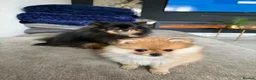 Pomeranian dogs for sale: Miniature Pomeranian  in Basildon - Advert 12