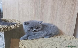 British Shorthair cats for sale: Pure british  shorthair  kittens  - Image 37