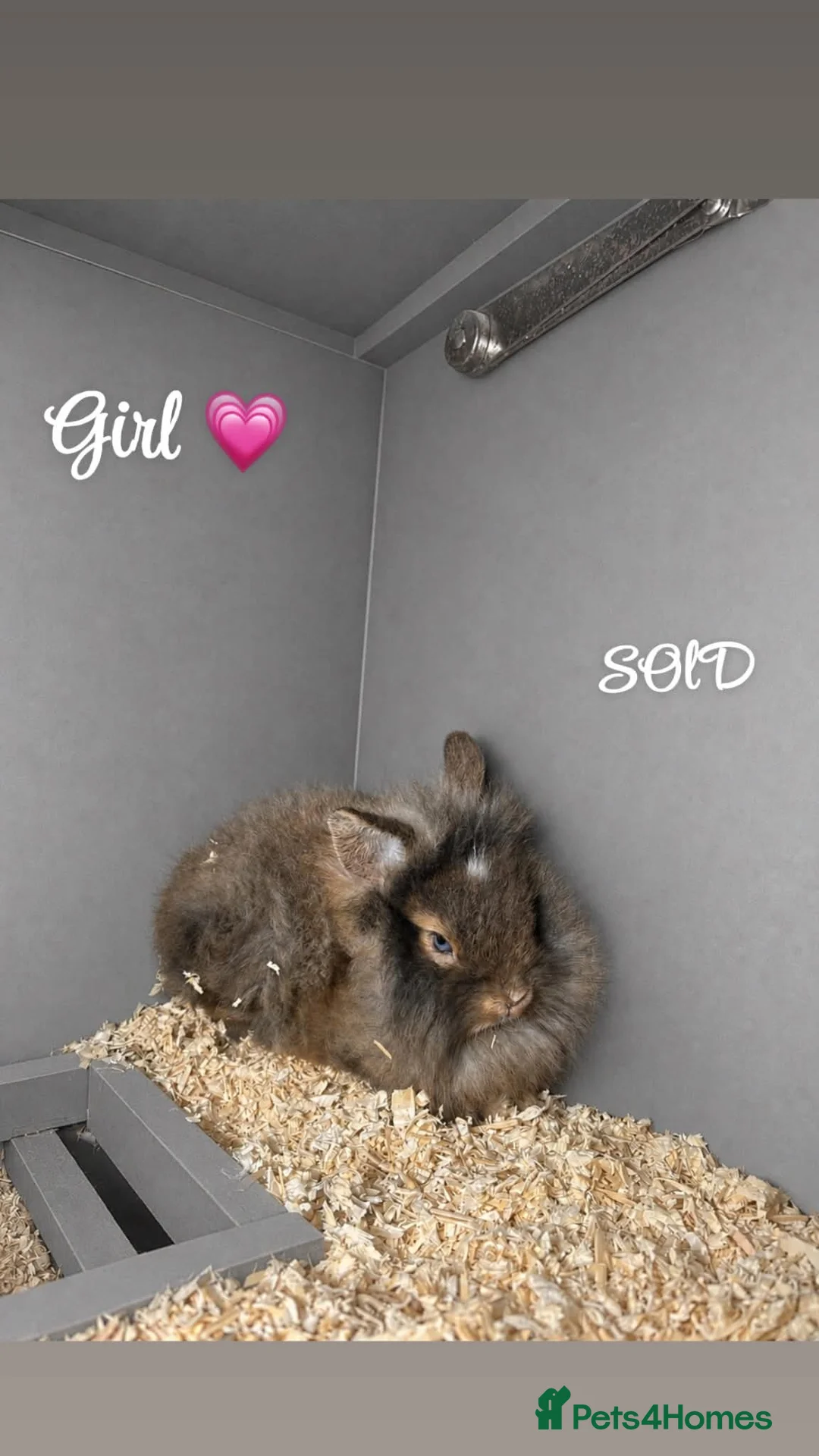 Mixed Breed rabbits for sale: Mini lop and lion head rabbits for sale - Advert 2