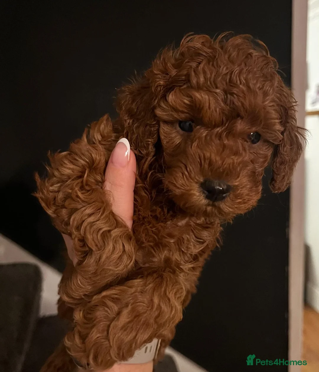Toy Poodle dogs for sale: KC Registered Toy Poodle Puppies Available - Advert 5