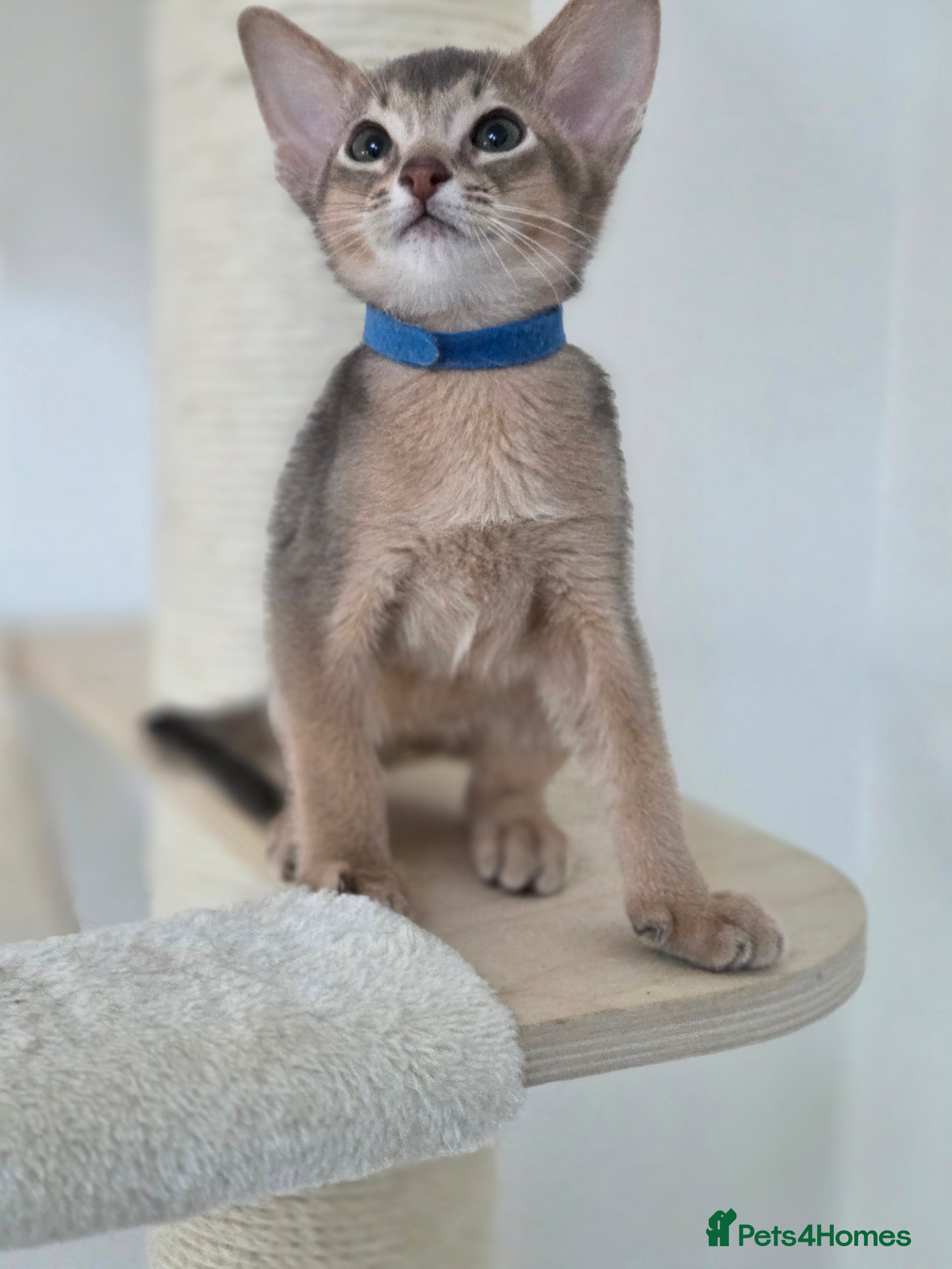 Abyssinian cats Gorgeous Tica  Abyssinian Kittens  - Advert 4