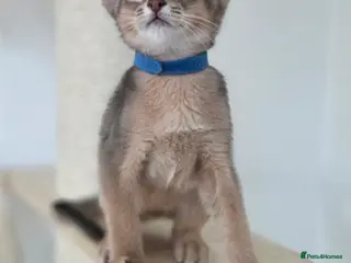 Abyssinian cats Gorgeous Tica Abyssinian Kittens - Advert 4