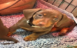 Miniature Dachshund dogs for sale: Stunning KC Reg chocolate/tan Dachshund puppies - Image 1