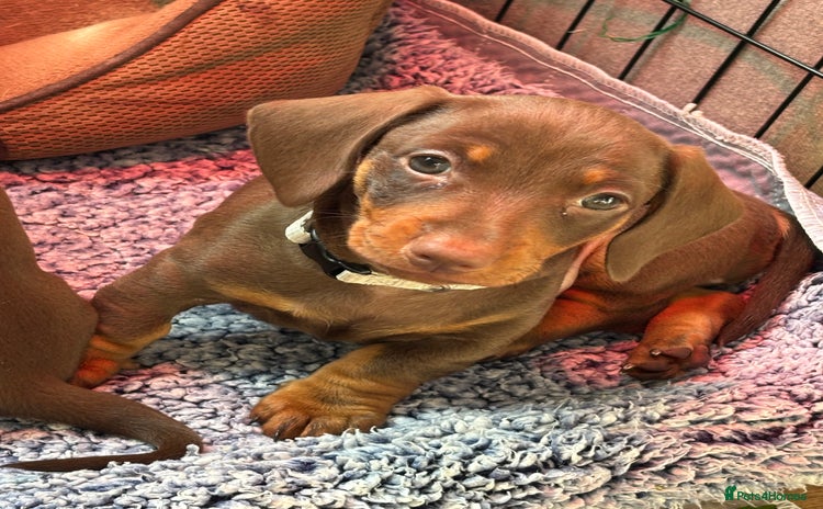 Miniature Dachshund dogs - Advert 7