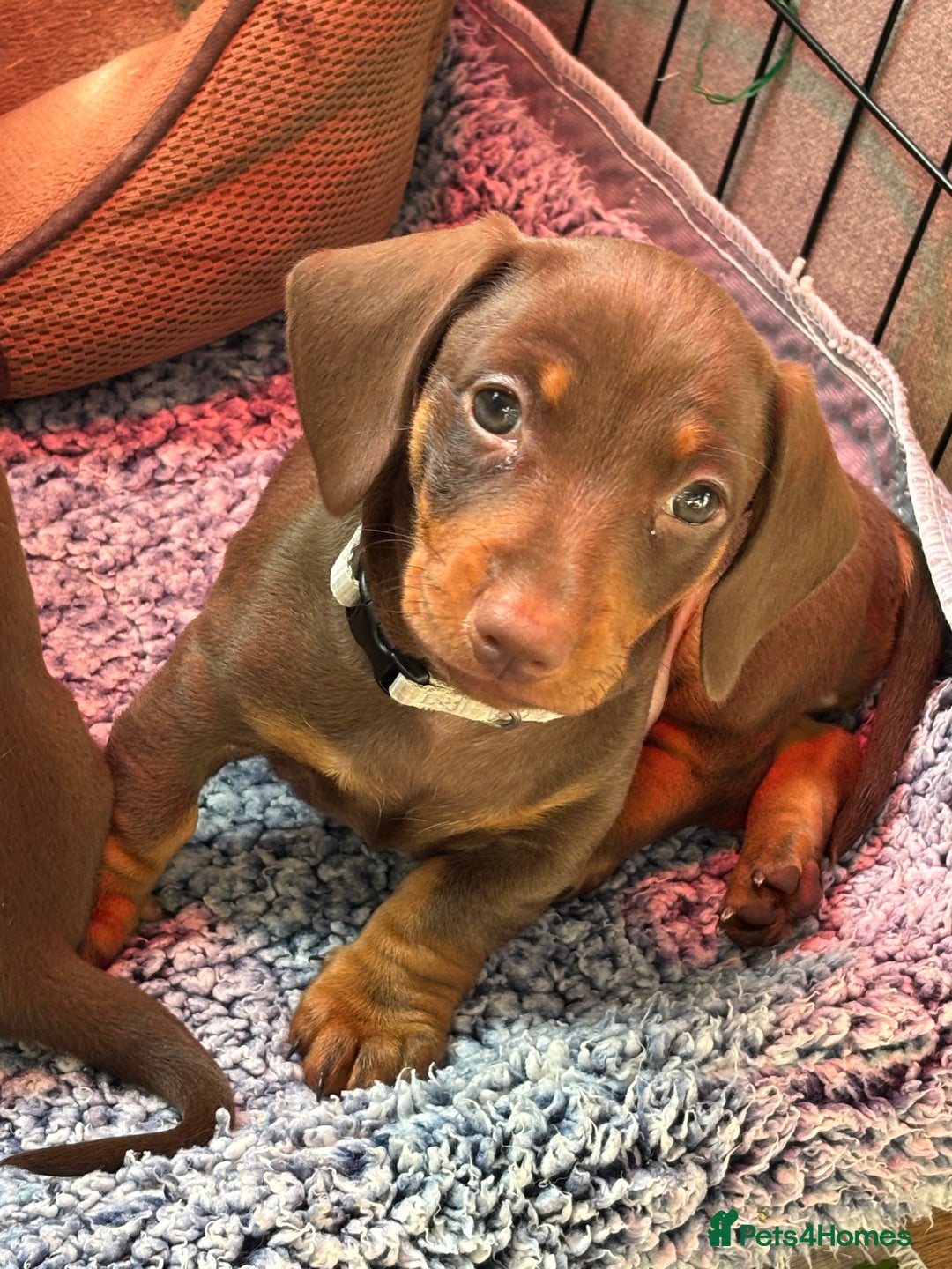 Miniature Dachshund dogs for sale: Stunning KC Reg chocolate/tan Dachshund puppies - Image 1