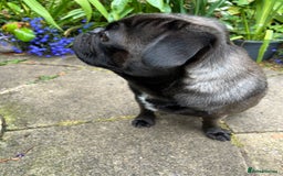 Pug dogs for stud: Jack and Victor -Glaswegian pug brothers for stud - Image 8