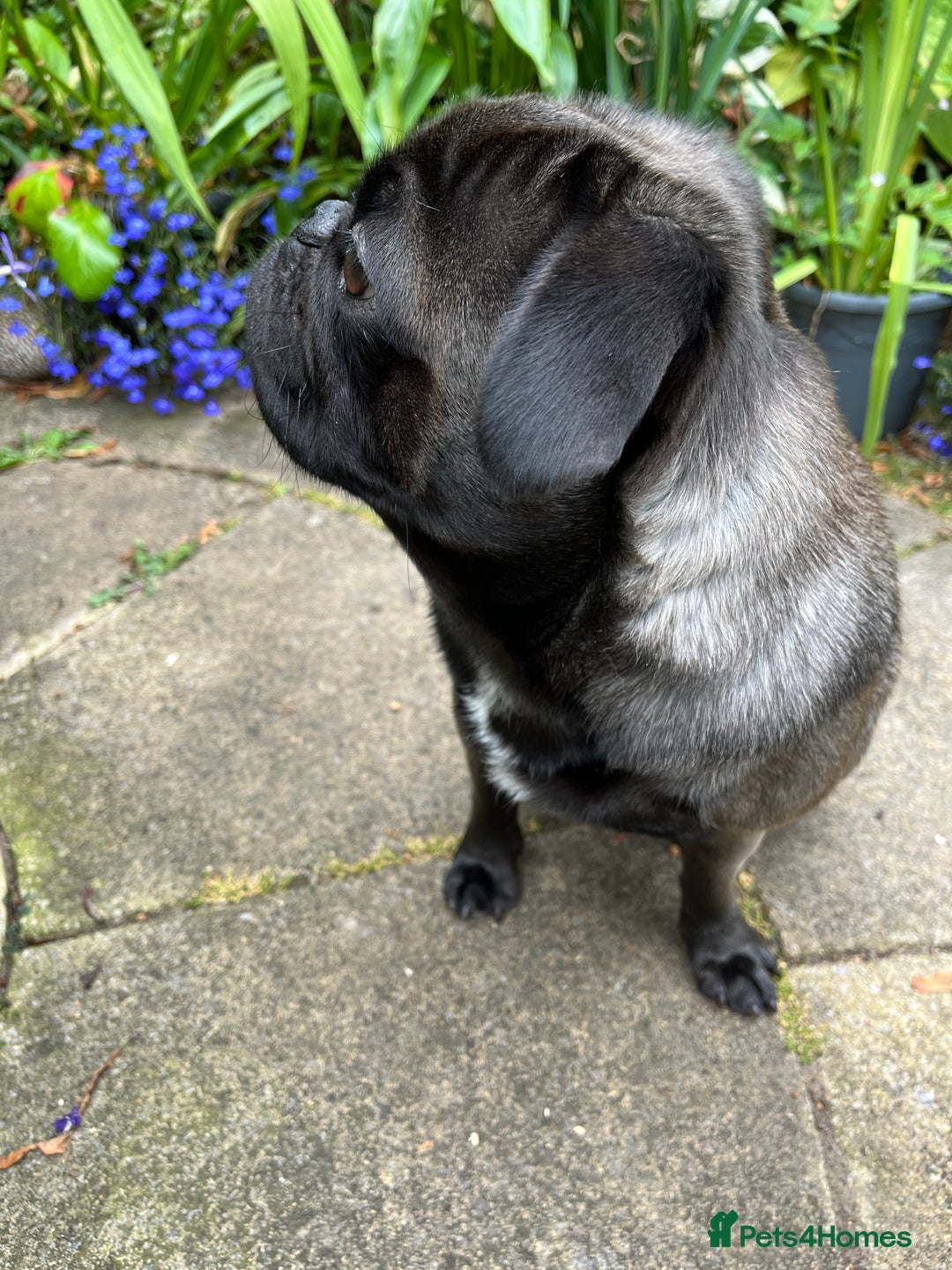 Pug dogs for stud: Jack and Victor -Glaswegian pug brothers for stud - Image 8