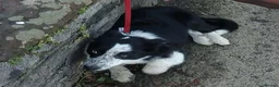 Border Collie dogs for sale: Year old border collie - Advert 5
