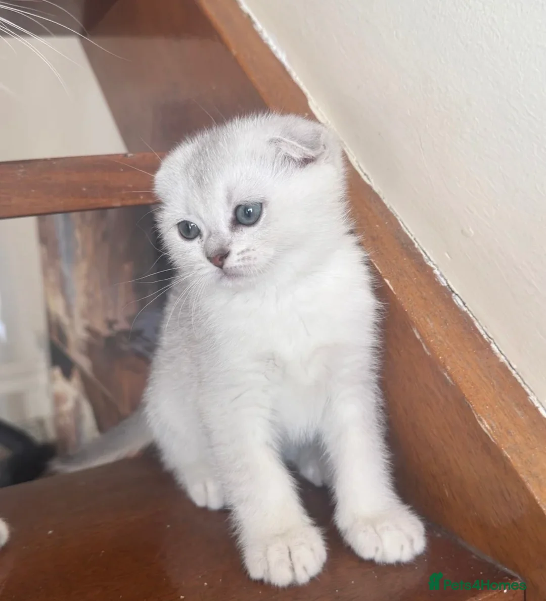 British Shorthair cats for sale: British short hair in Dagenham - Advert 2