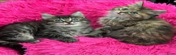 Mixed Breed cats for sale: GORGEOUS FLUFFY KITTENS - Advert 16