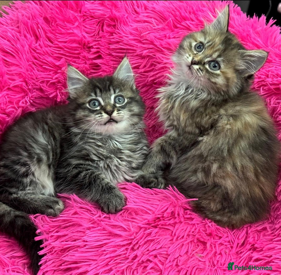 Mixed Breed cats for sale: GORGEOUS FLUFFY KITTENS - Advert 16
