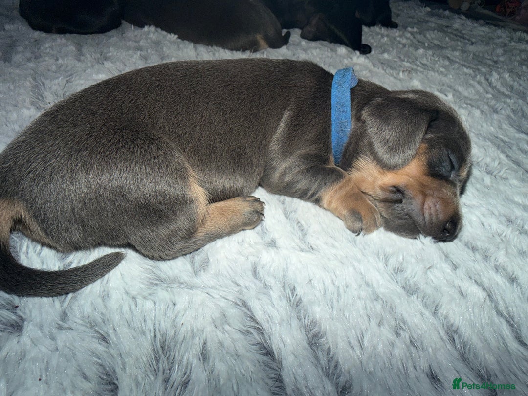 Dachshund dogs for sale: 6 Absolutely stunning dachshund  puppies for sale - Advert 23