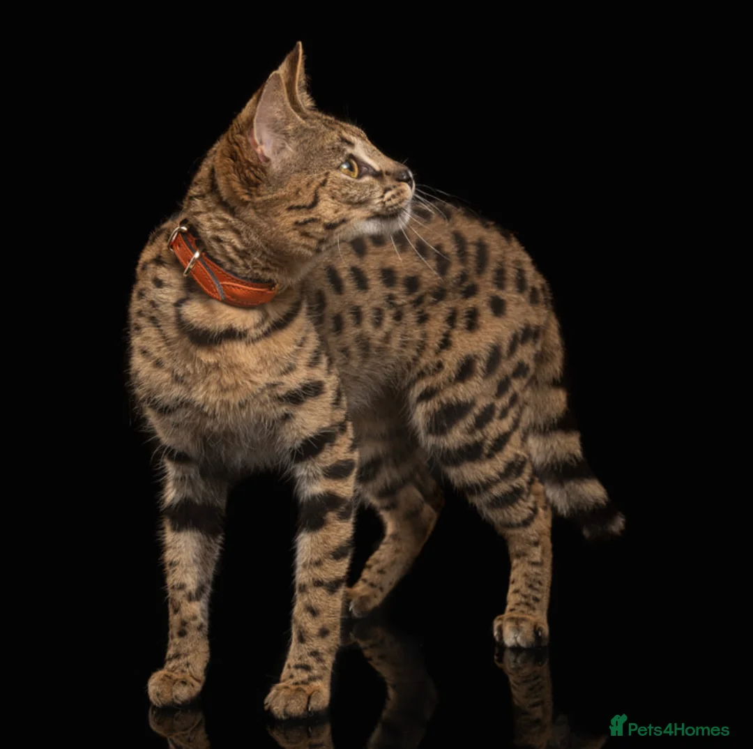 Savannah cats for sale: F1 Savannah - Huge black nose - golden - Advert 5