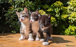Mixed Breed cats for sale: Tuxedo Kittens - Image 7