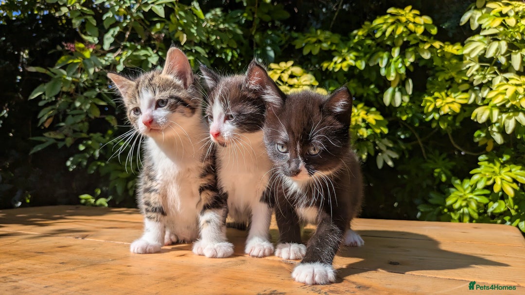 Mixed Breed cats for sale: Tuxedo Kittens - Image 7