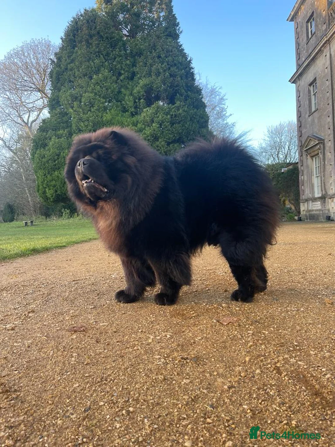 Chow Chow dogs for stud: Sire JIMMY , rainbow producer . in Gloucester - Advert 9