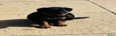 Rottweiler Puppy 4