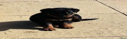 Rottweiler dogs for sale: ELITE KC REGISTERED GERMAN ROTTWEILER PUPPIES  - Advert 38