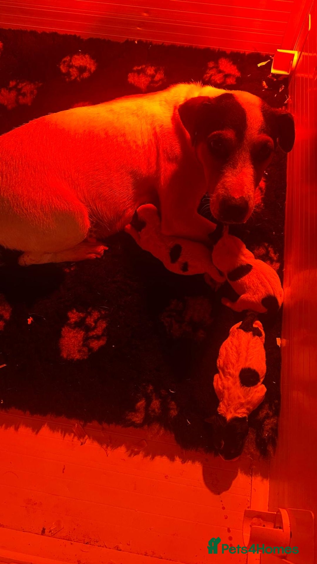 Jack Russell dogs for sale: Jack Russel bitch pups - Image 4