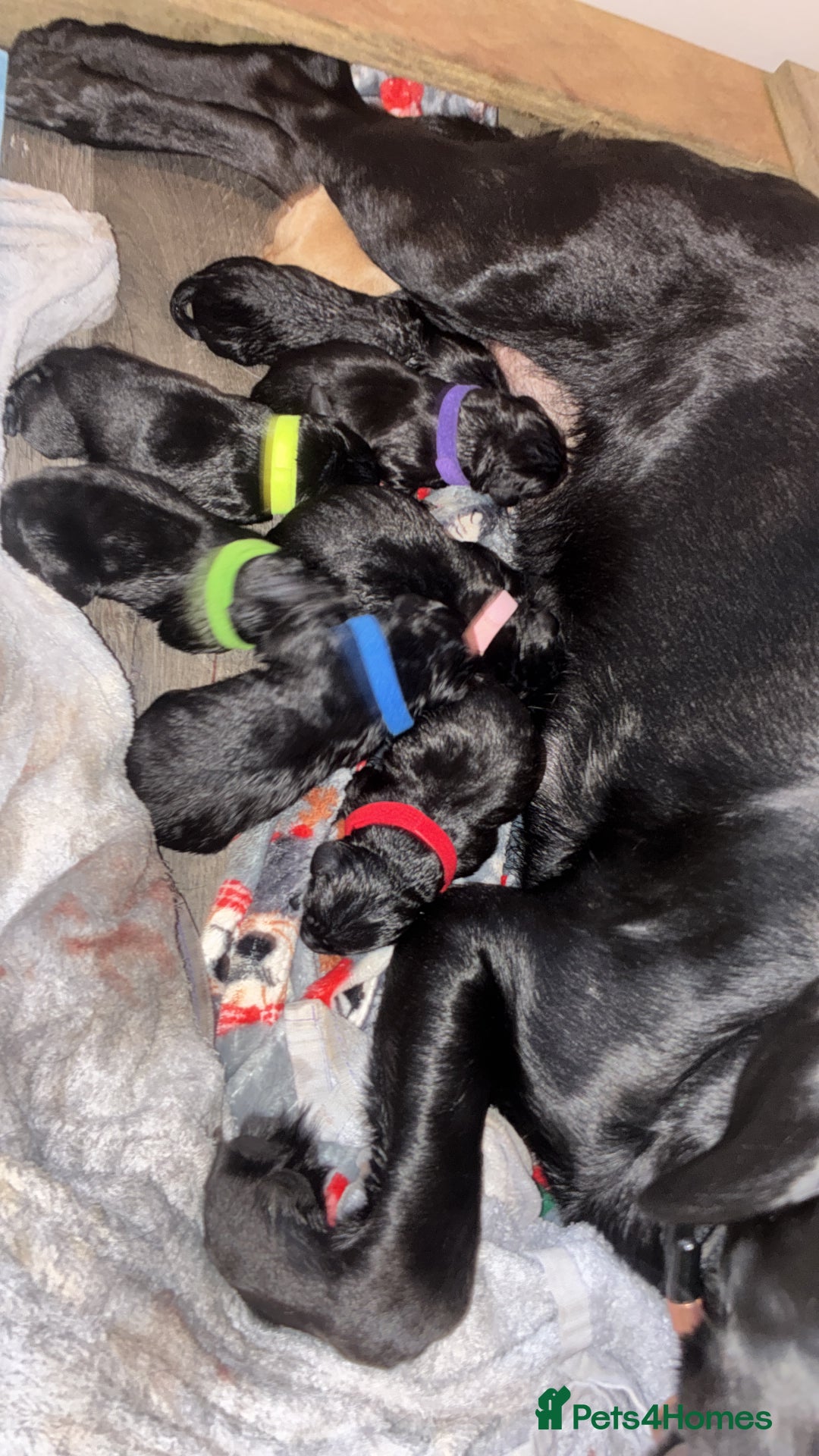 Labrador Retriever dogs for sale: STUNNING KC REGISTERED PEDIGREE LABRADOR PUPPIES - Advert 14