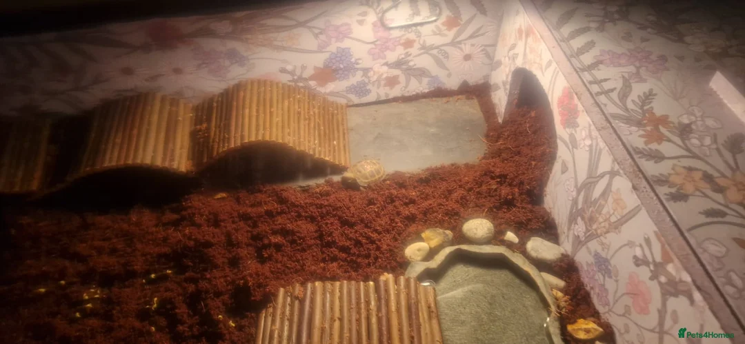 Tortoise reptiles for sale: Horesfield Tortoise and full setup 4 months maldon - Advert 5