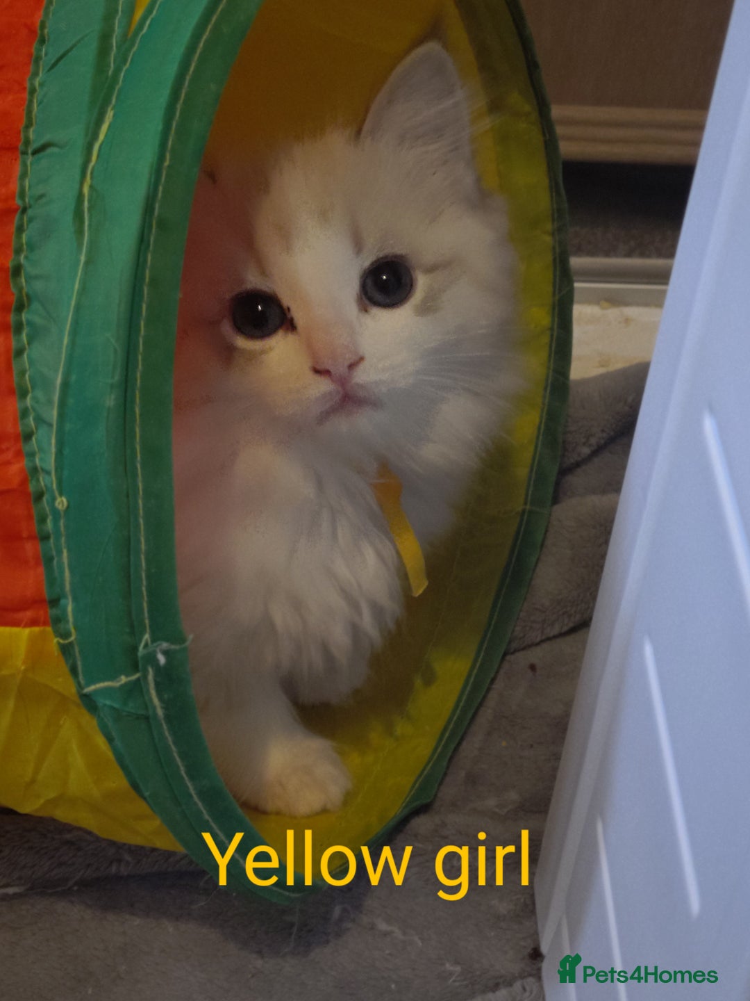 Ragdoll cats for sale: Ragdoll kittens GCCF registered ONE GIRL LEFT £995 - Advert 15