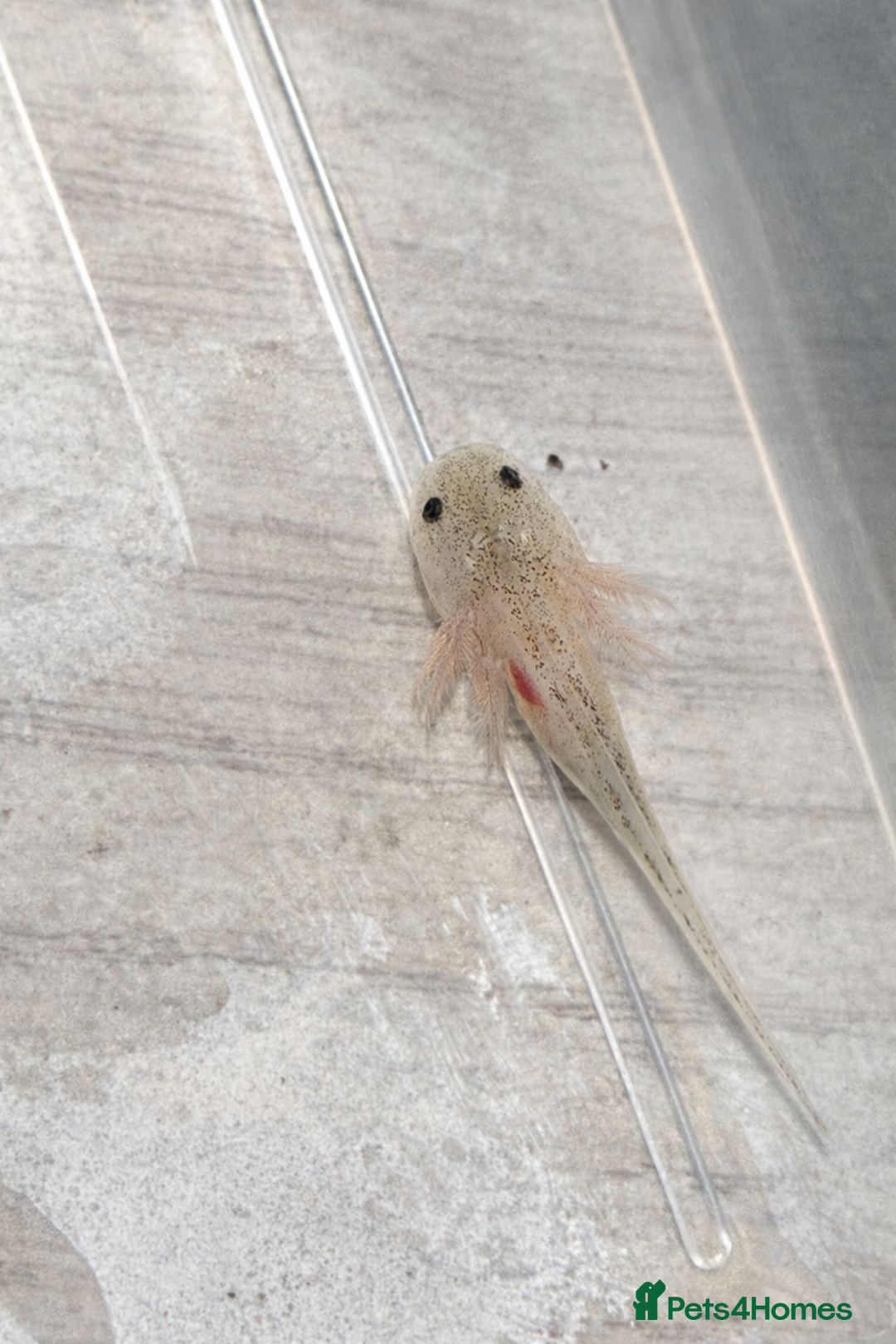 Axolotl reptiles for sale: Axolotl– Leucistic White/Pink with Black Freckles - Advert 1