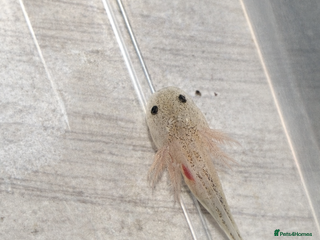 Axolotl reptiles Axolotl– Leucistic White/Pink with Black Freckles - Advert 4