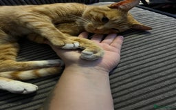 Mixed Breed cats for sale: Male ginger cat  - Image 19